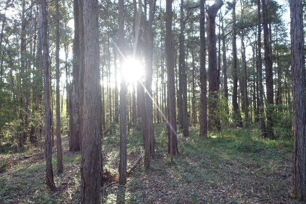 Launch of Aussie Website!-Aggie Global Australia