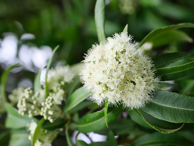 5 Super Bushfoods and their Interesting Nutritional Properties