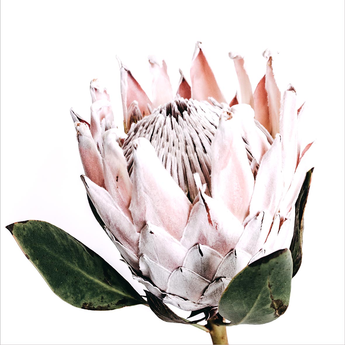 Personalised Card-Aggie Global Australia-Aggie Global Australia