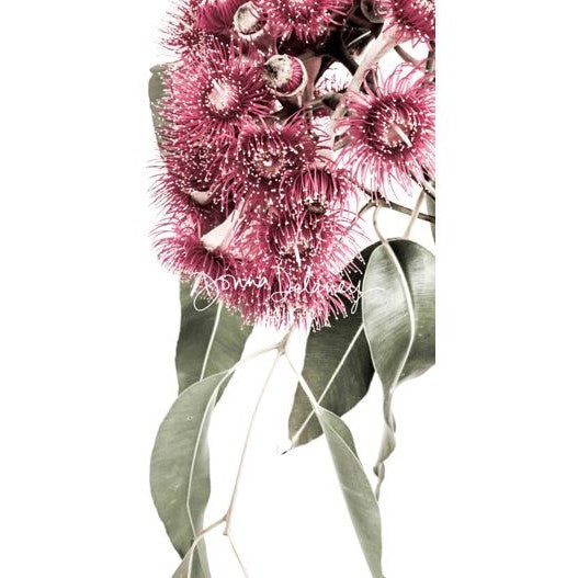 Sweet Themed Box-McCormack-Aggie Global Australia